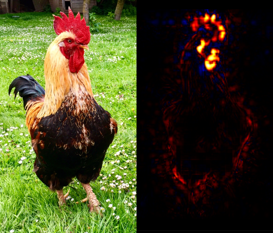 Layer-wise relevance propagation (LRP) applied to the image of a rooster (left). The neural network correctly classified the image, and LRP (right) reveals which regions in the image were the primary influences to arrive at this classification; telltale features like the bird’s comb and wattle are highlighted. Original photograph by Simon Waldherr (CC-BY), processed through http://heatmapping.org.